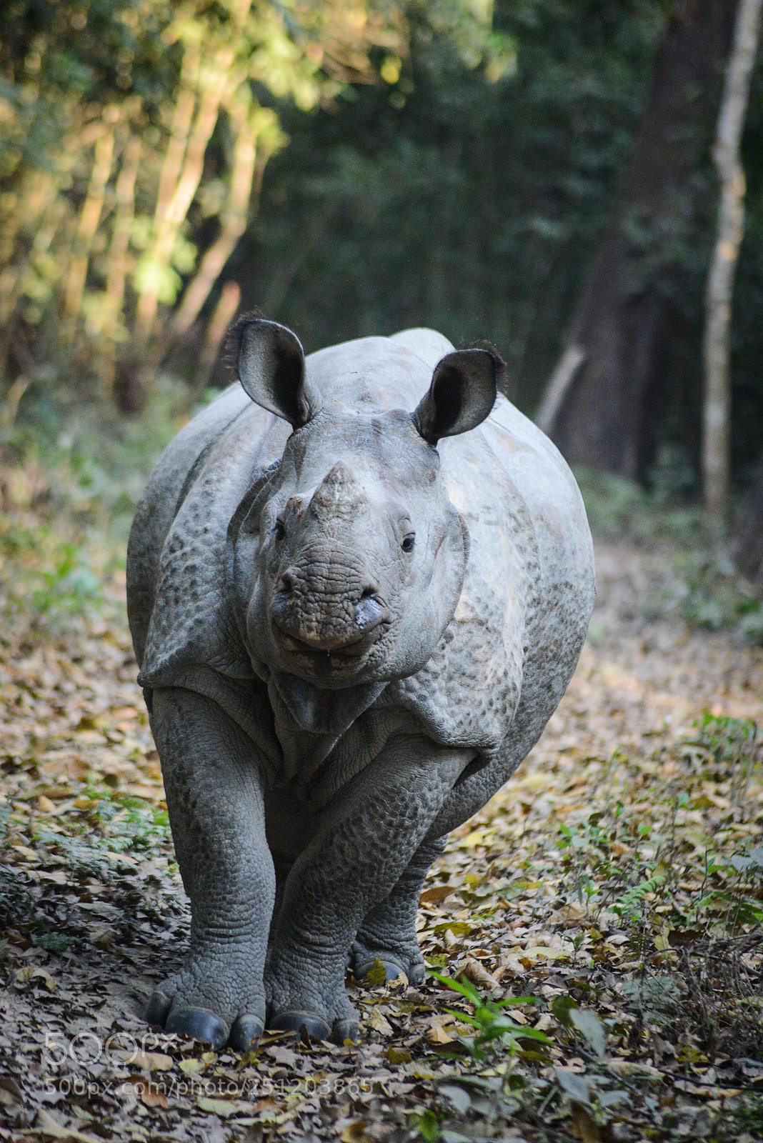Nikon D600 sample photo. Nepal photography