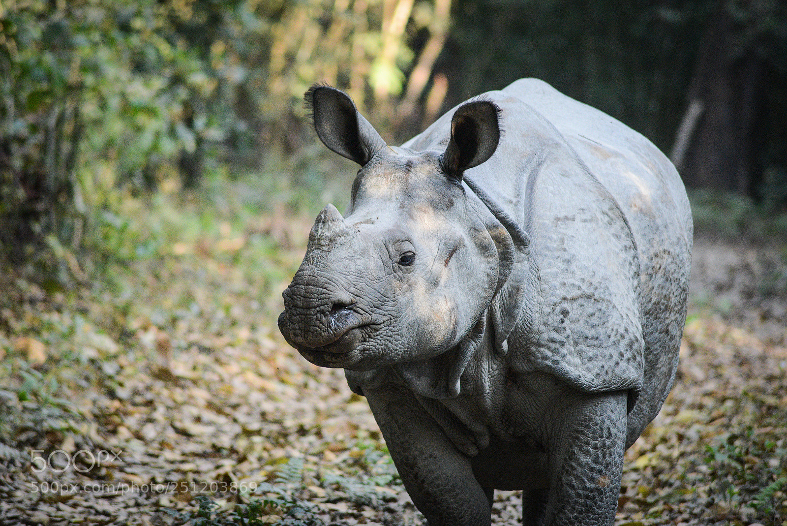 Nikon D600 sample photo. Nepal photography