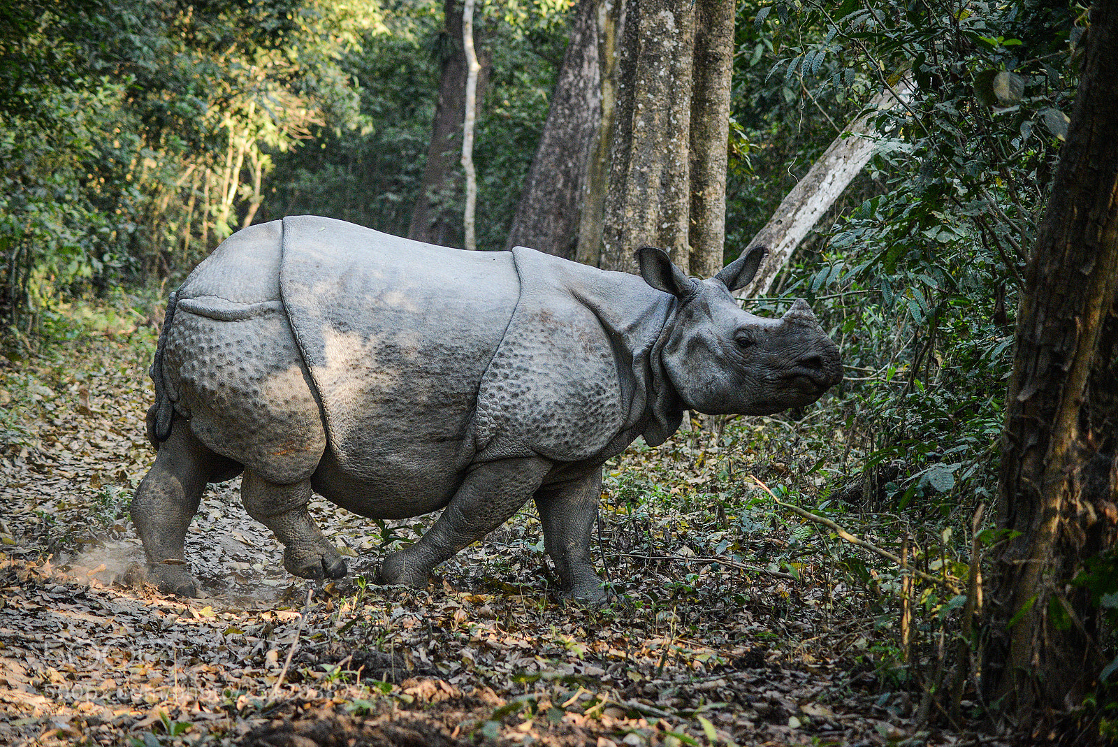 Nikon D600 sample photo. Nepal photography