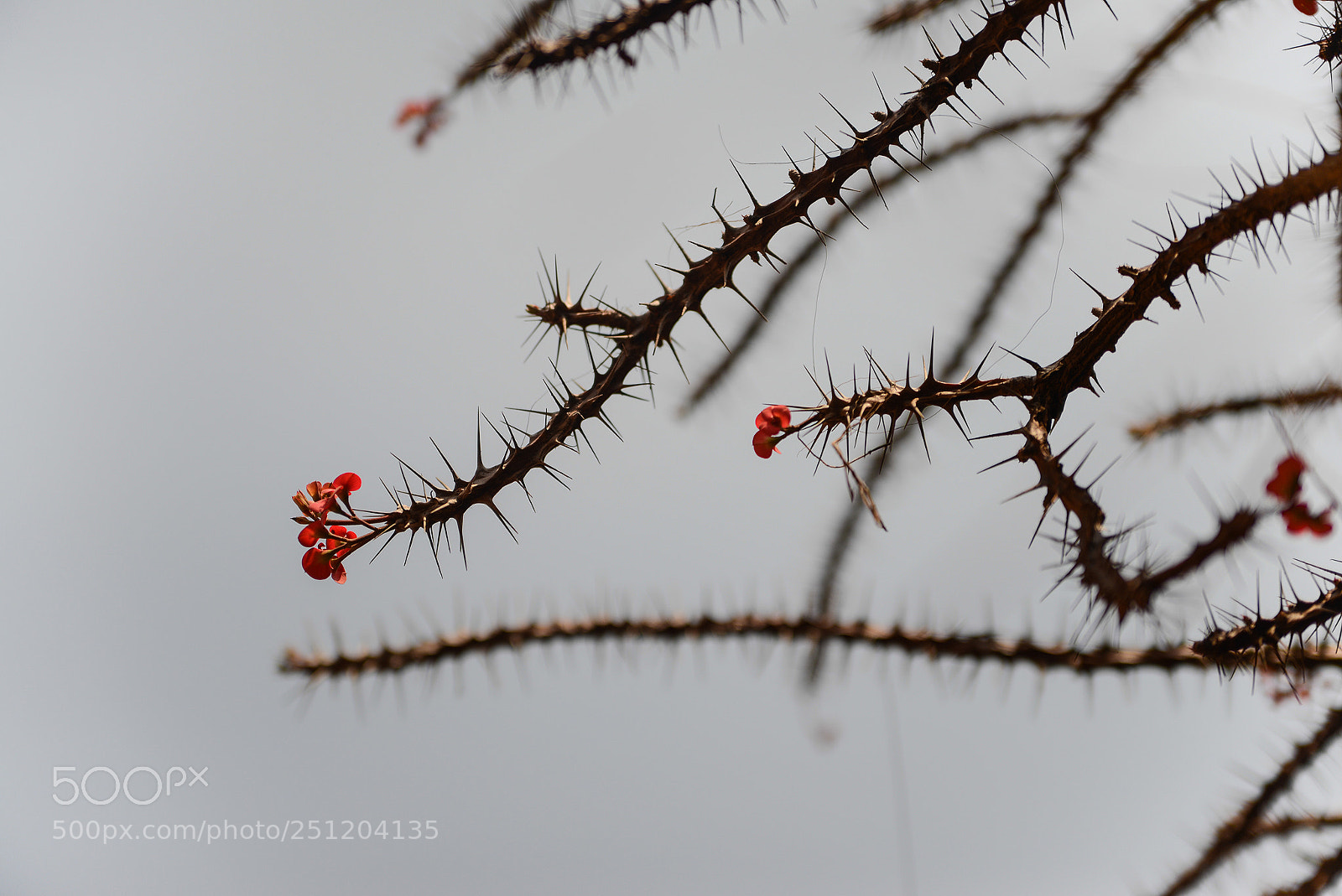 Nikon D600 sample photo. Nepal photography