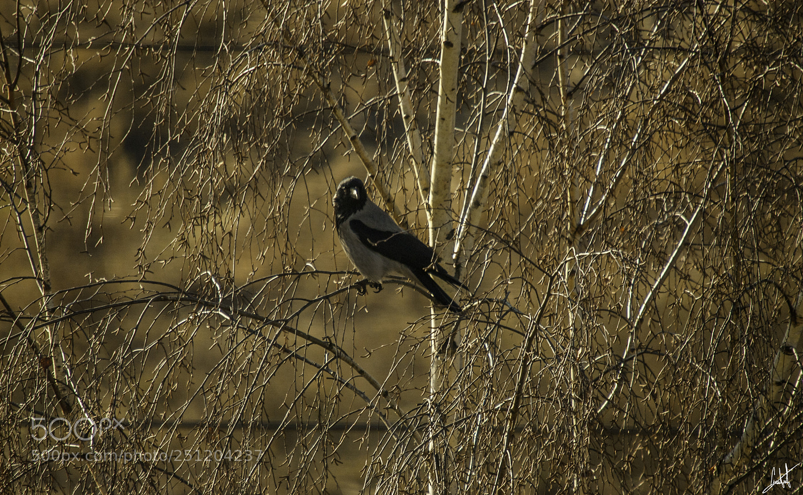 Nikon D200 sample photo. Crow saw it coming photography