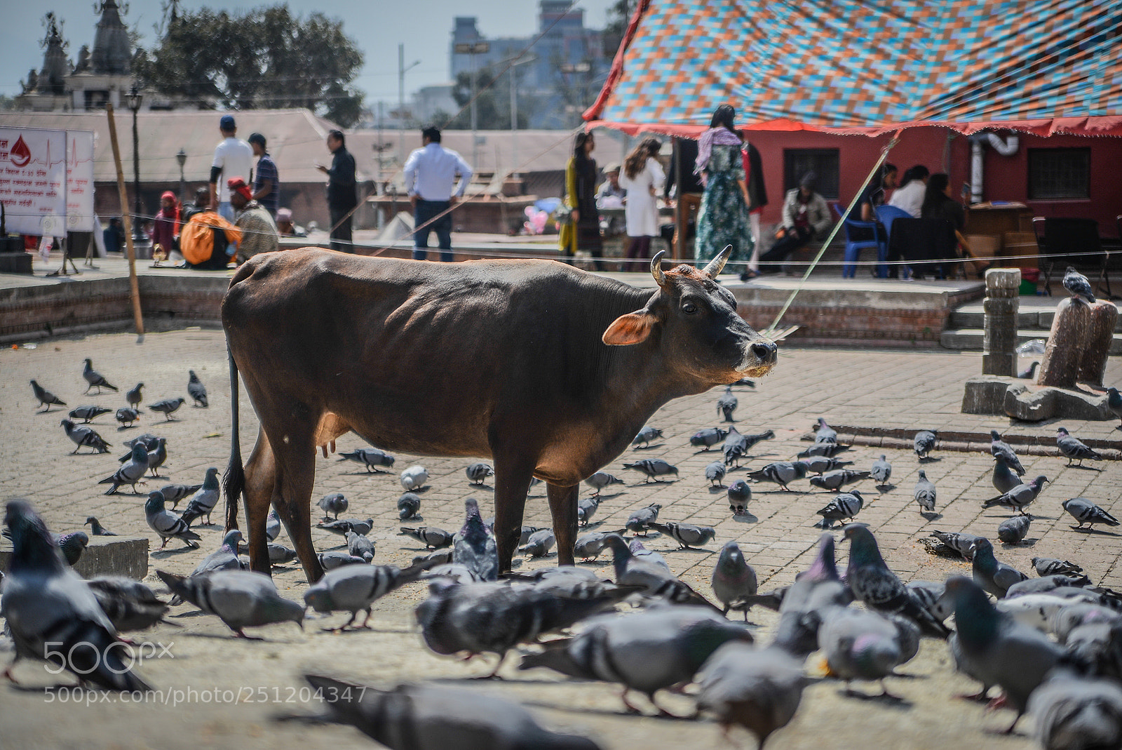Nikon D600 sample photo. Nepal photography