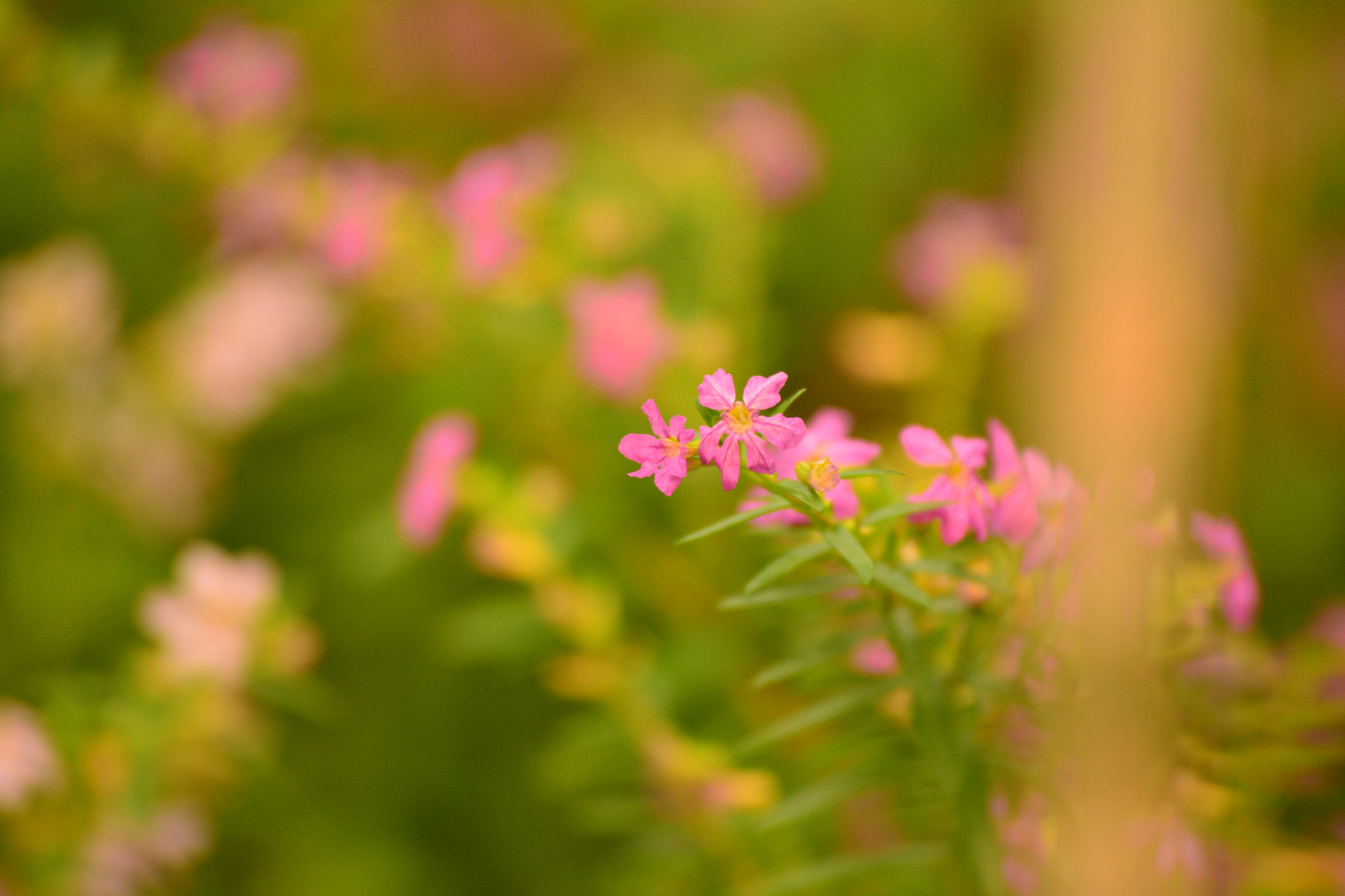 Nikon D5200 sample photo. Natural beauty photography