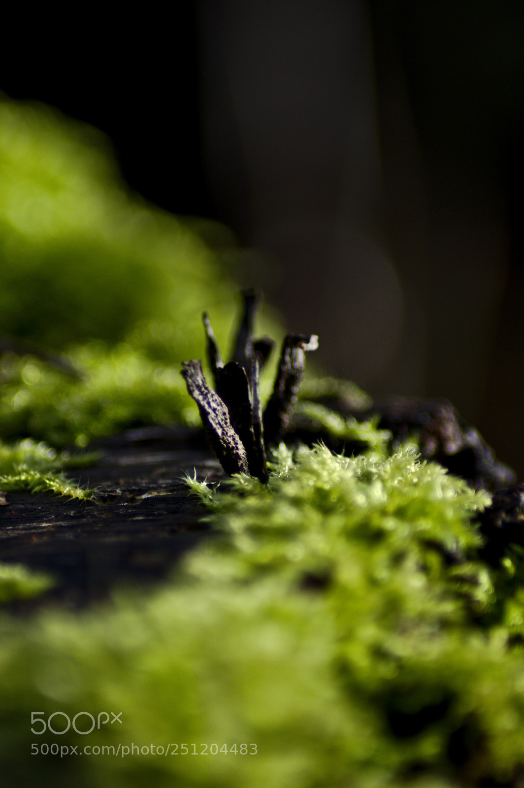 Pentax K-3 sample photo. Les normes photography