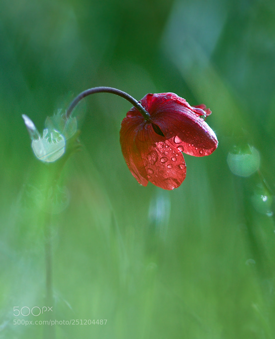 Nikon D7100 sample photo. Anemon photography