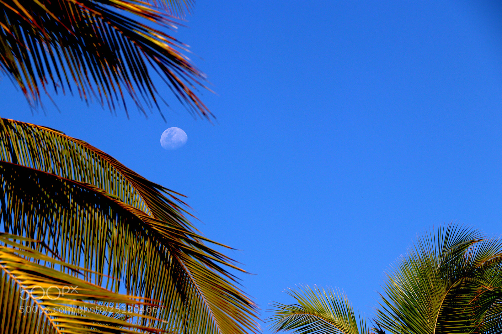 Canon EOS 200D (EOS Rebel SL2 / EOS Kiss X9) sample photo. Moon at the beach photography