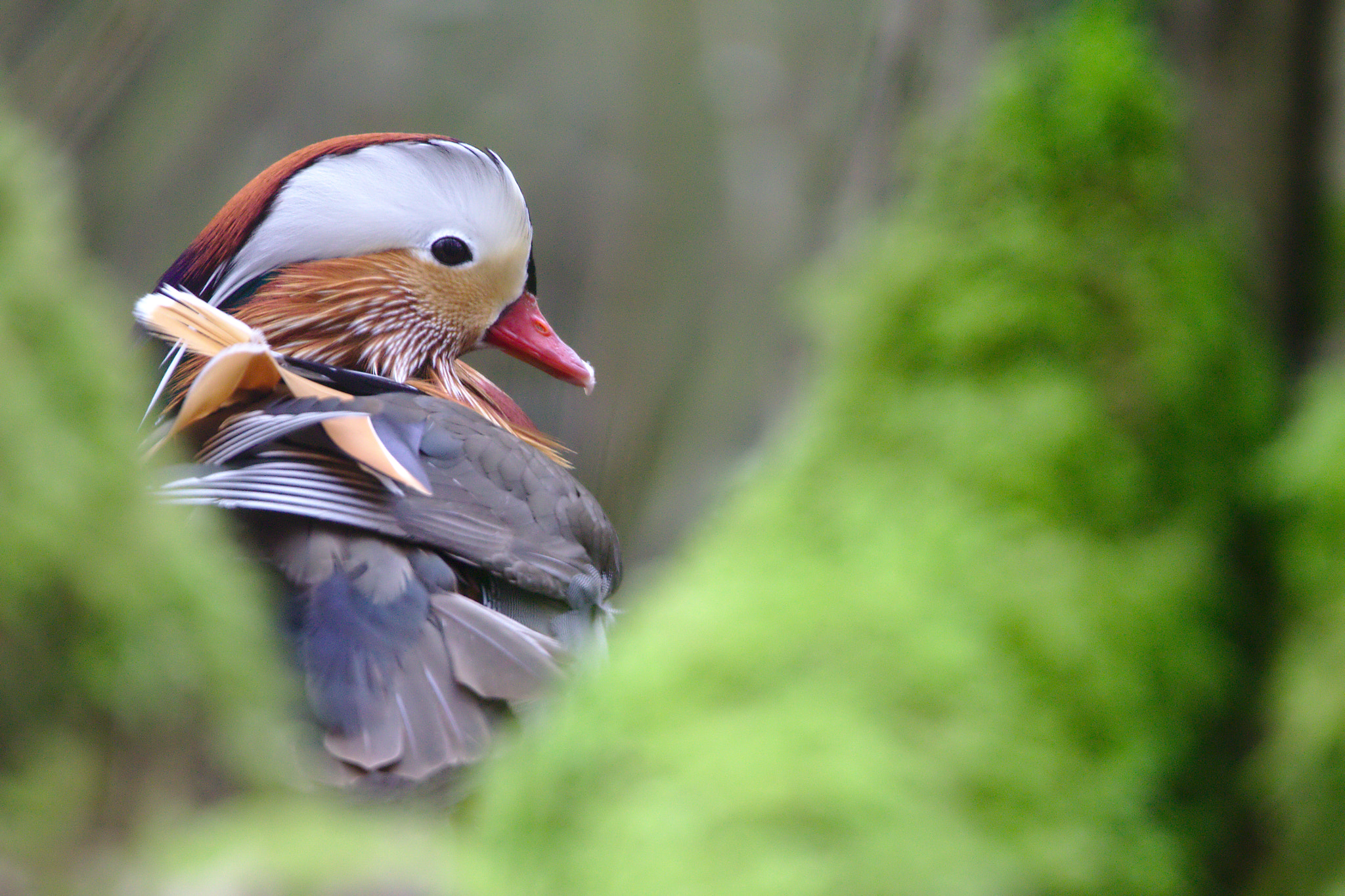 Sigma 150-600mm F5-6.3 DG OS HSM | C sample photo. Mandarin duck photography