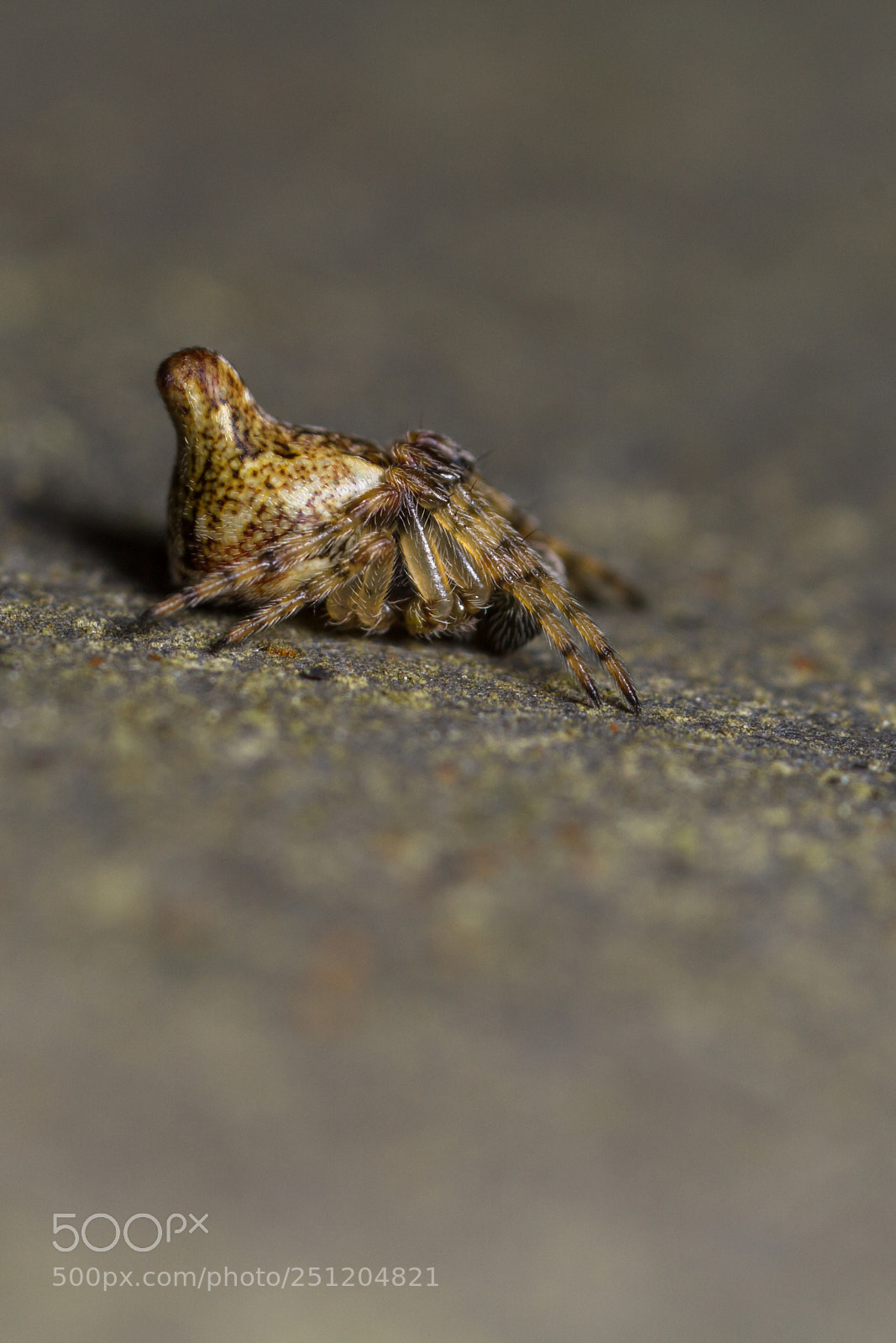 Canon EOS 7D sample photo. Cyclosa conica - male photography