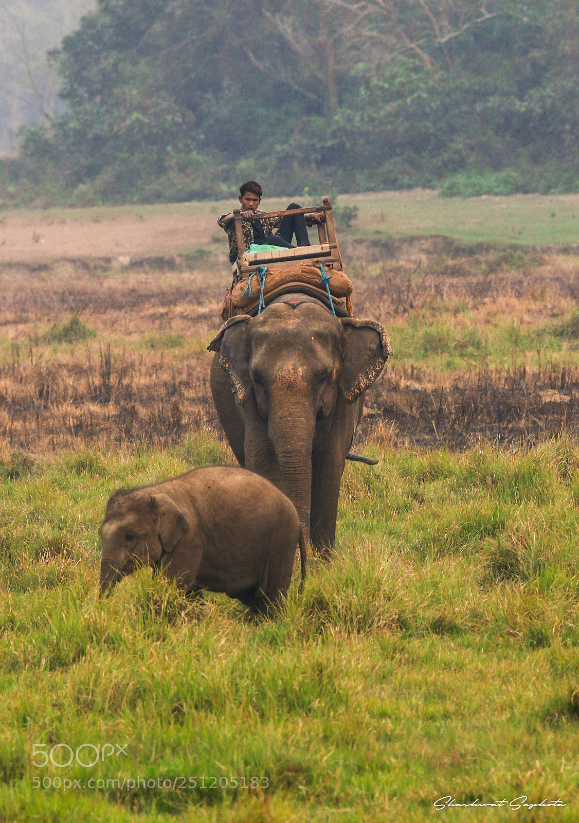 Canon EOS 7D Mark II sample photo. Mother and calf photography
