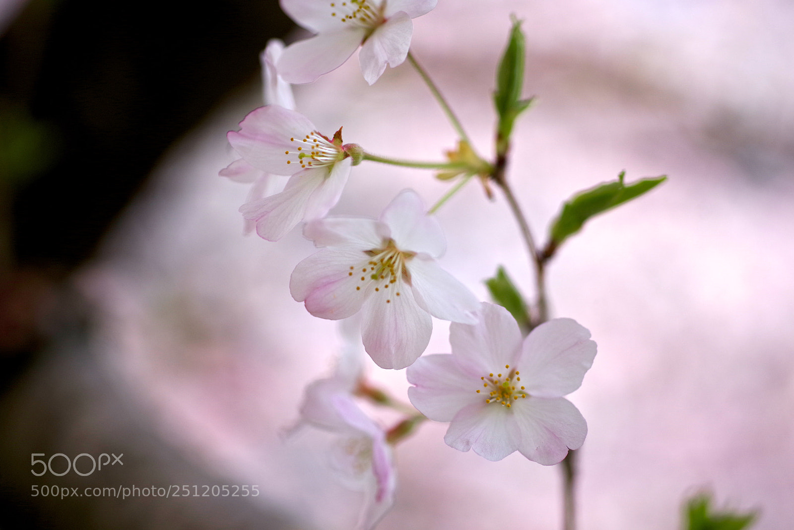 Pentax K-1 sample photo. New cherry photography
