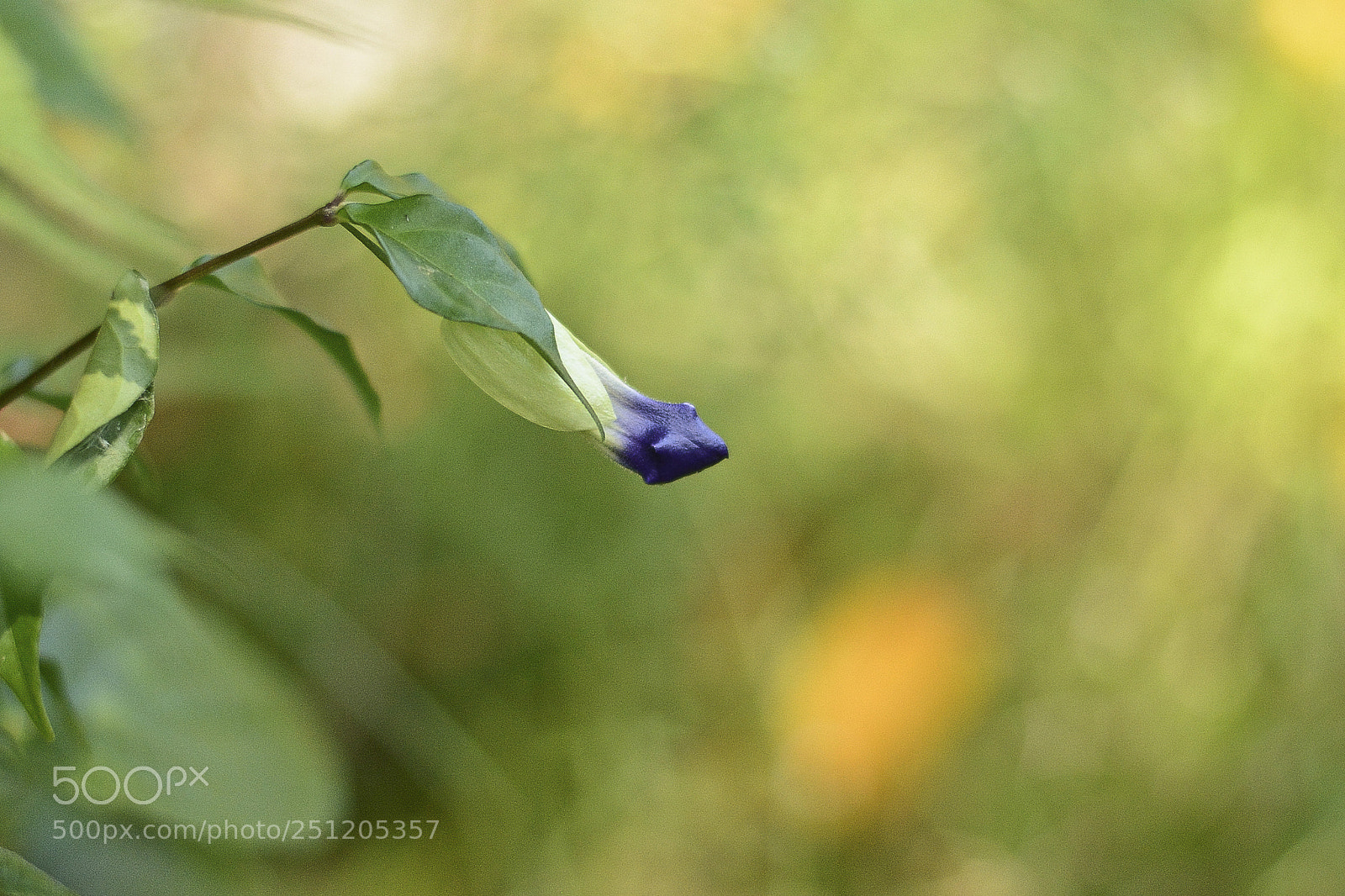 Nikon D7100 sample photo. Um detalhe na infinitude. photography