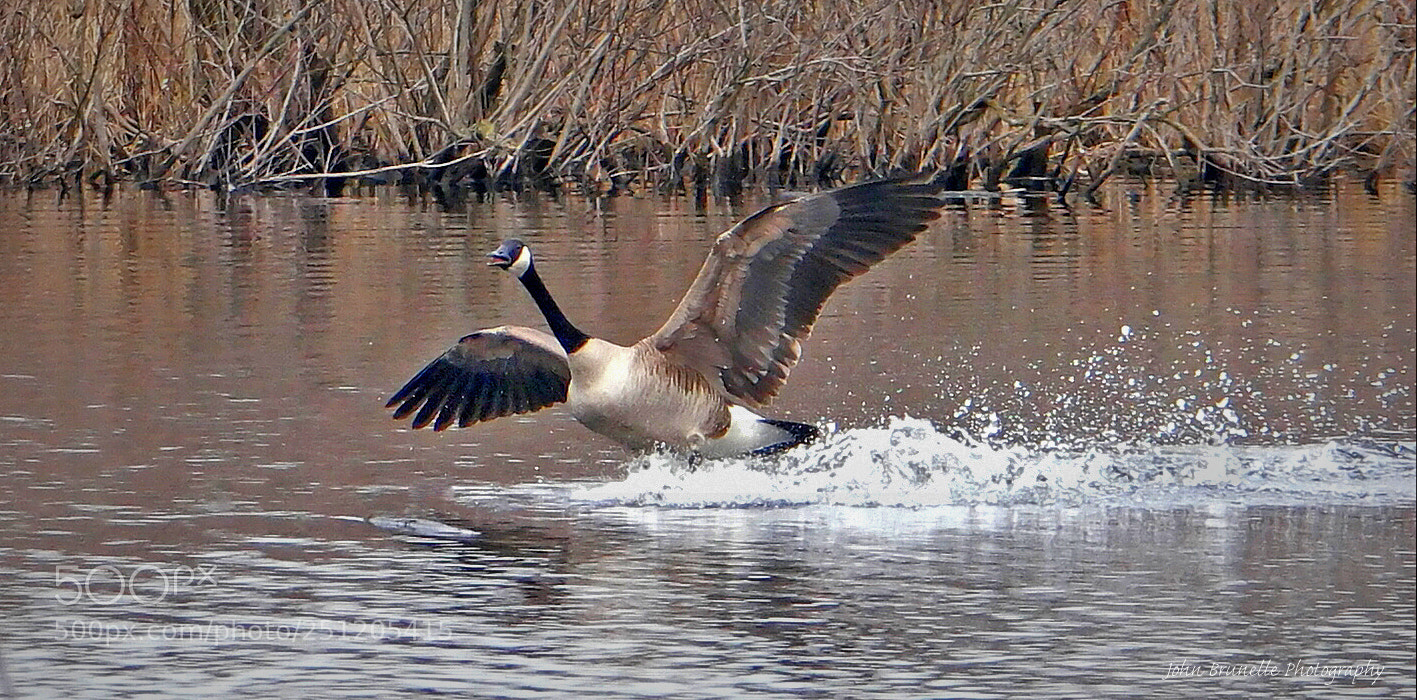 Samsung NX500 sample photo. Goose march 28 photography
