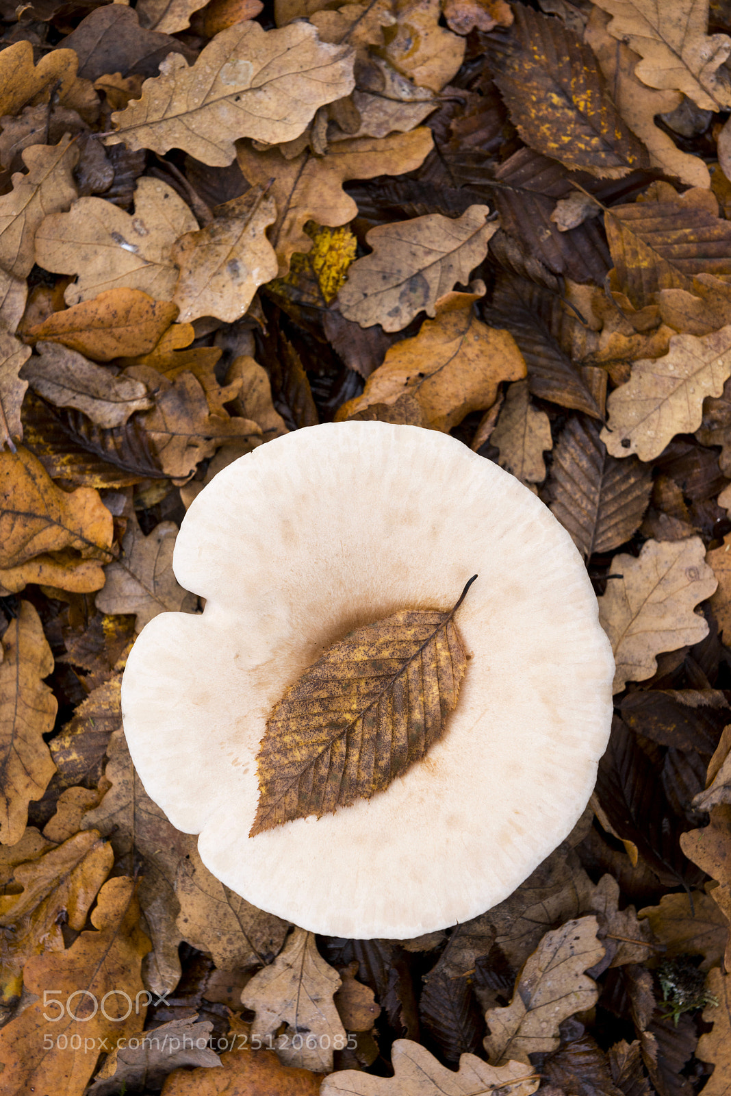 Nikon D800 sample photo. Autumn theme image showing photography