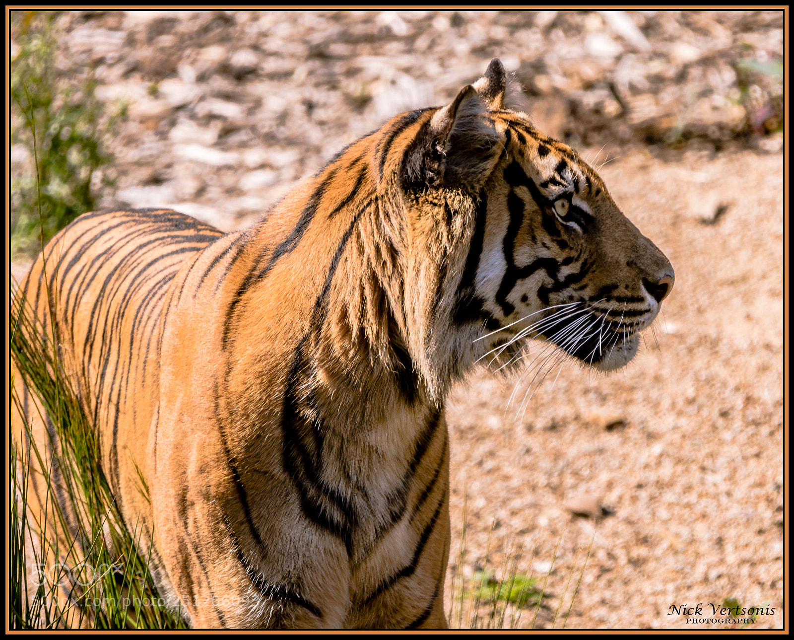 Nikon D7200 sample photo. I'm ignoring you... photography