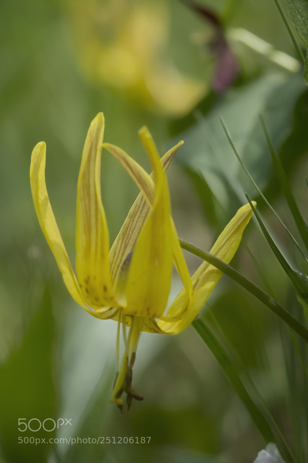 Nikon D7100 sample photo. Trout lily photography