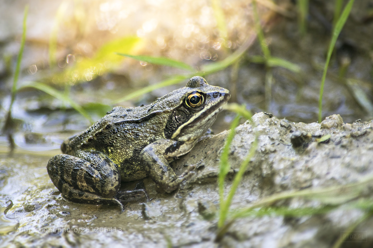 Nikon D5300 sample photo. 053 the edible frog photography