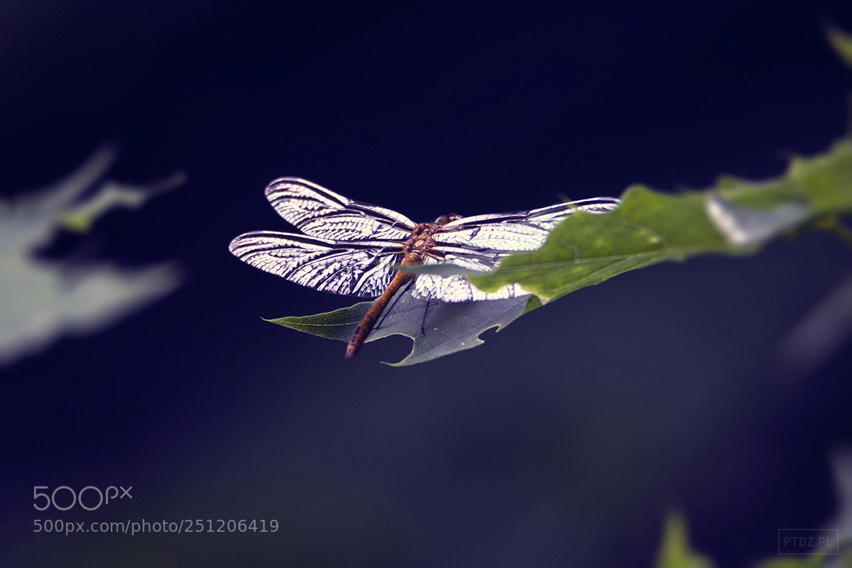 Nikon D5300 sample photo. 054 dragonfly photography