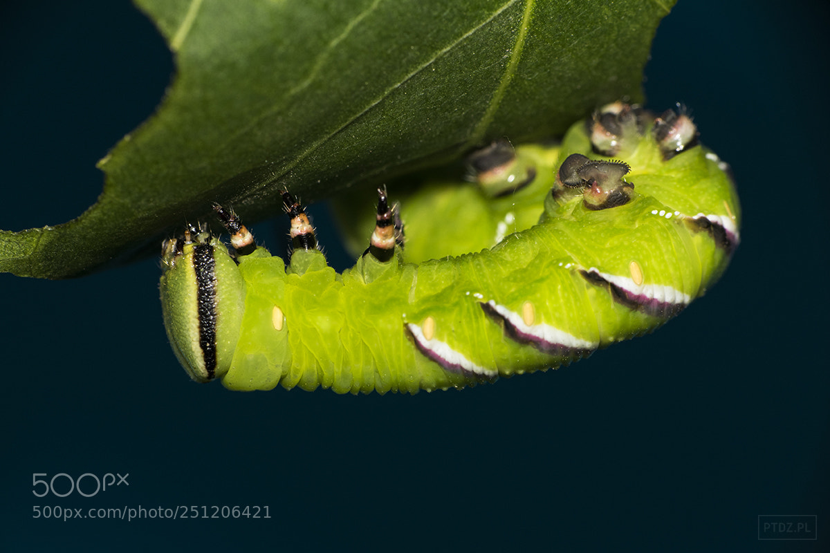 Nikon D5300 sample photo. 055 sphinx ligustri photography