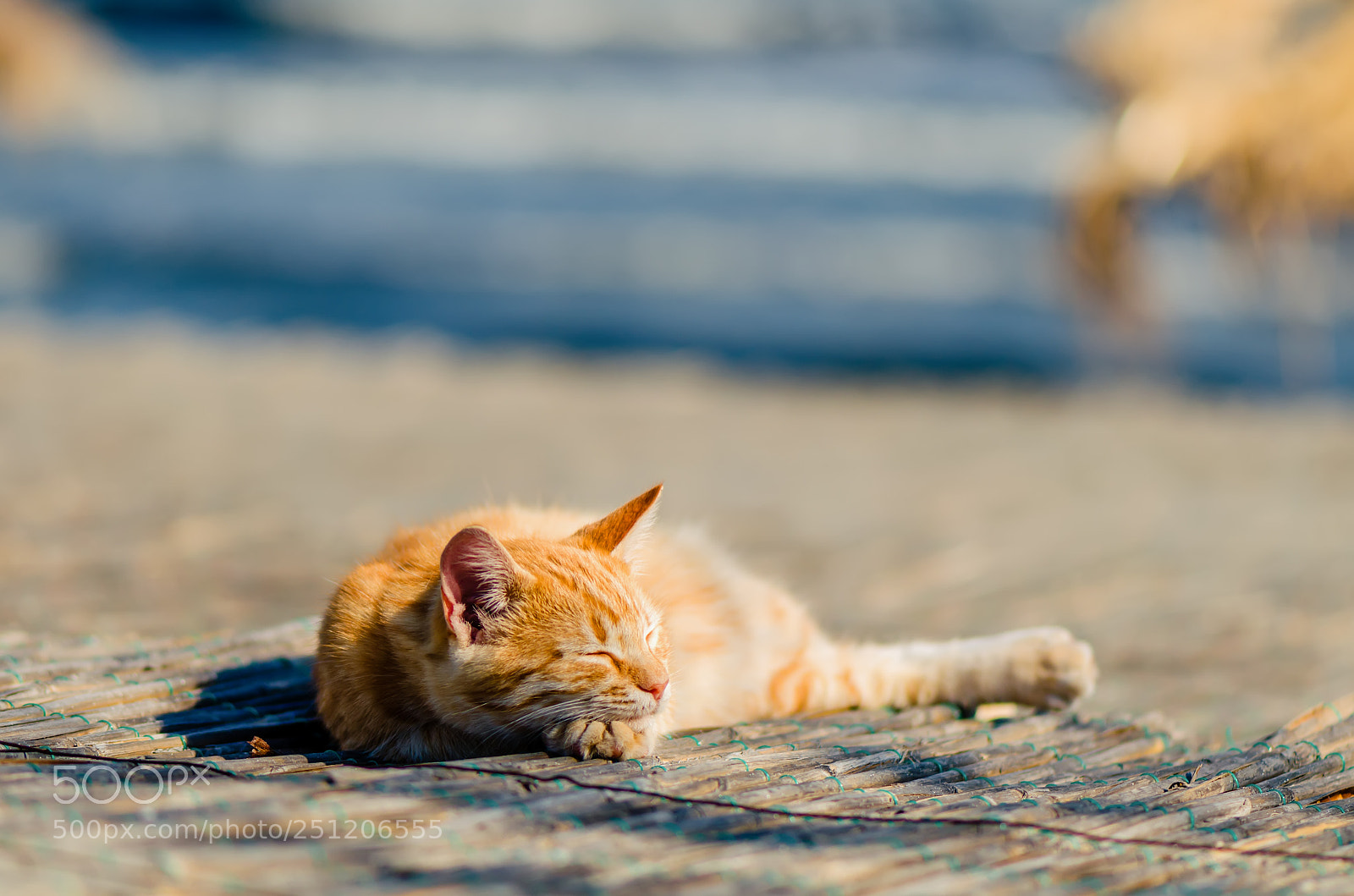 Nikon D5100 sample photo. Ginger cat sleeps on photography