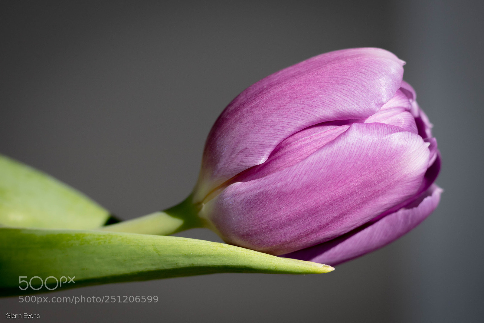 Canon EOS 750D (EOS Rebel T6i / EOS Kiss X8i) sample photo. Macro flower photography