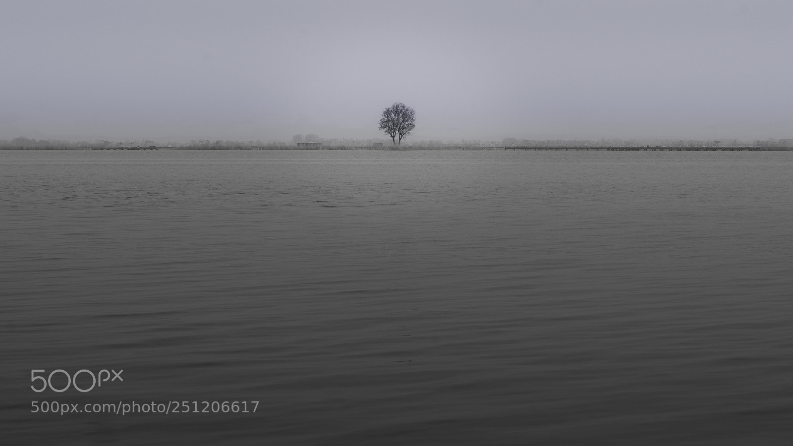 Sony SLT-A58 sample photo. The lonely tree photography