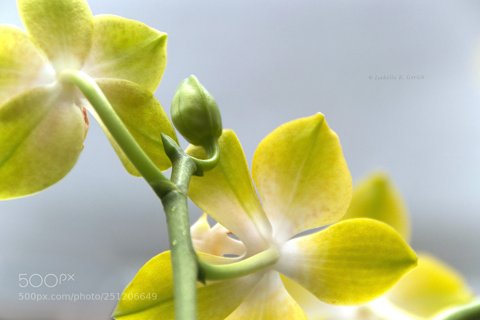 Nikon D3100 sample photo. Reverse side photography