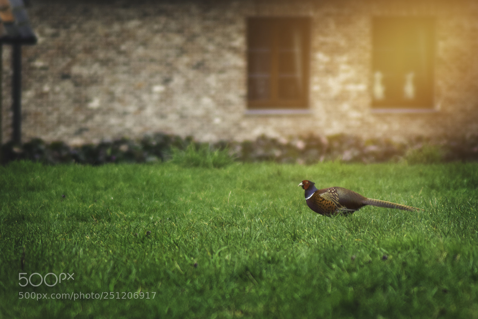 Nikon D5300 sample photo. Pheasant photography