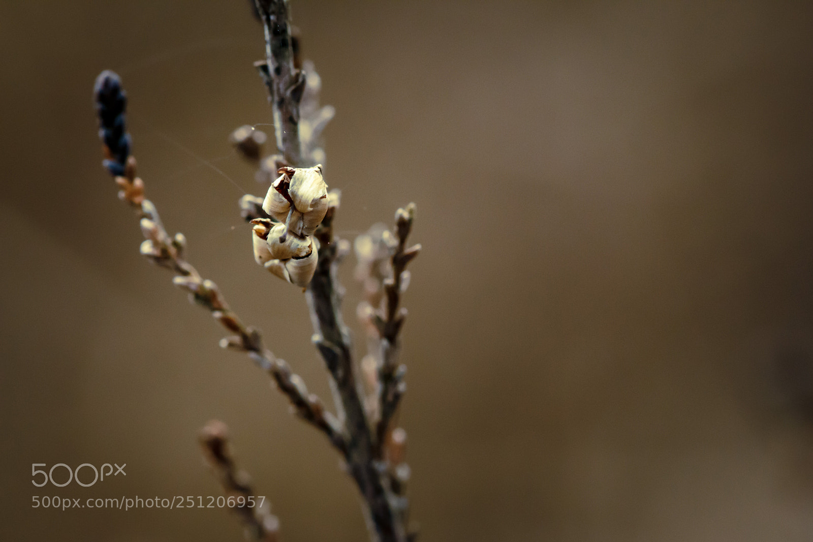 Canon EOS 700D (EOS Rebel T5i / EOS Kiss X7i) sample photo. Makro heide photography