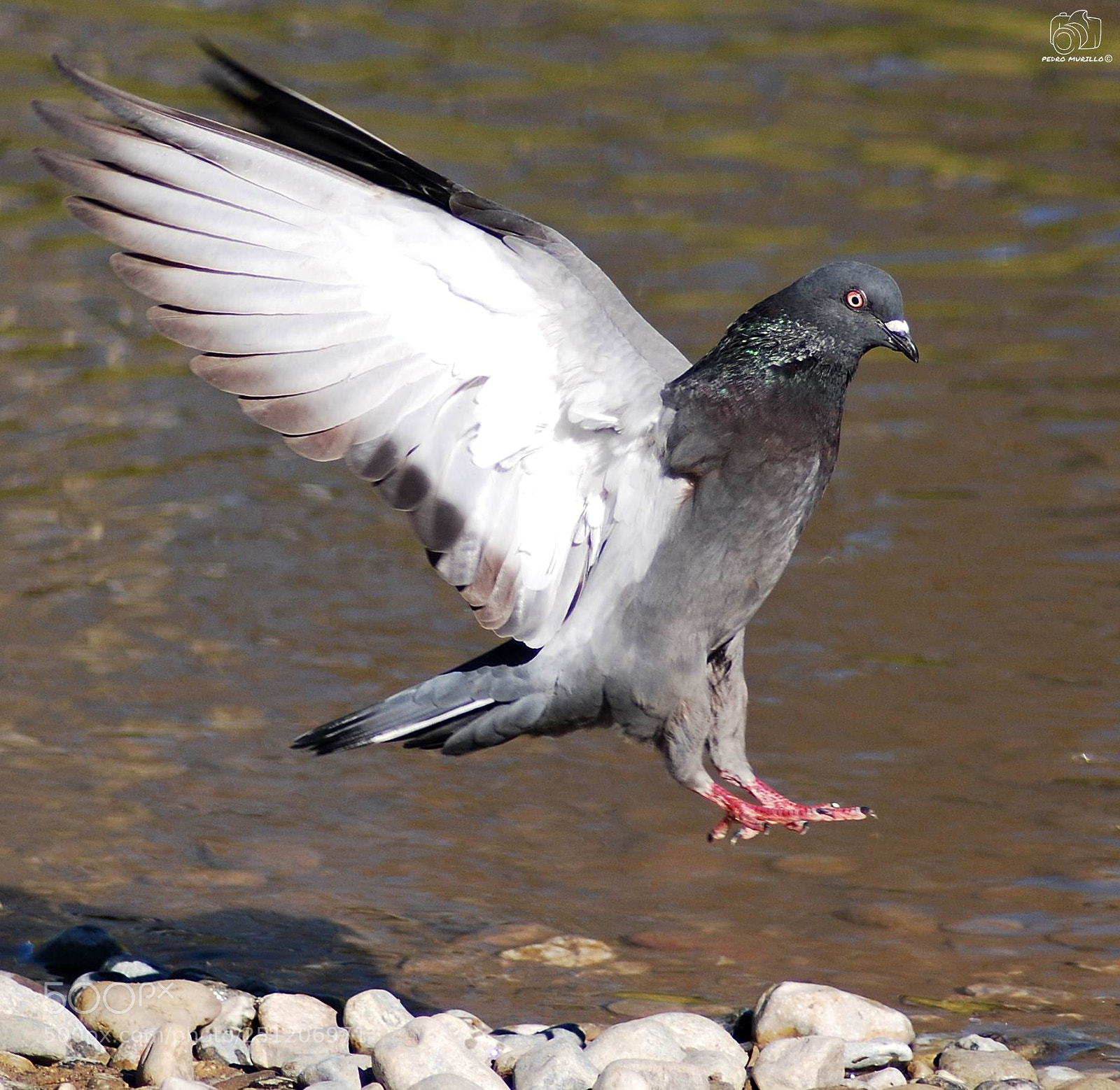 Nikon D60 sample photo. Untitled photography