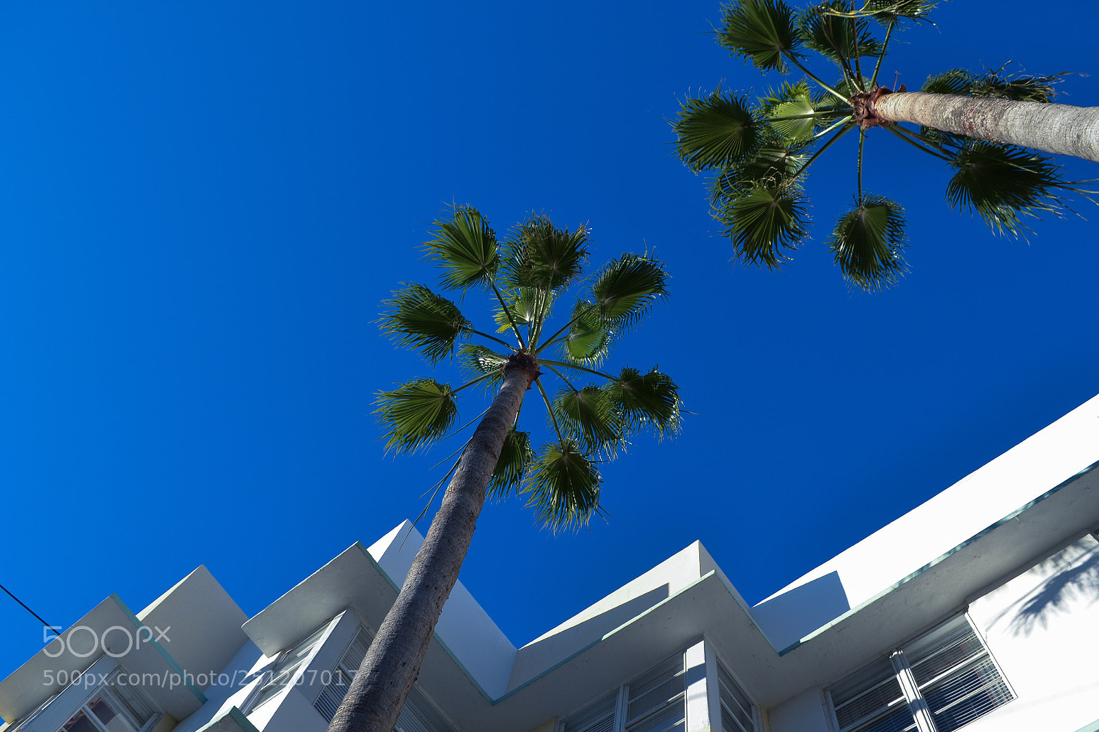 Nikon D3100 sample photo. Palm trees to the photography