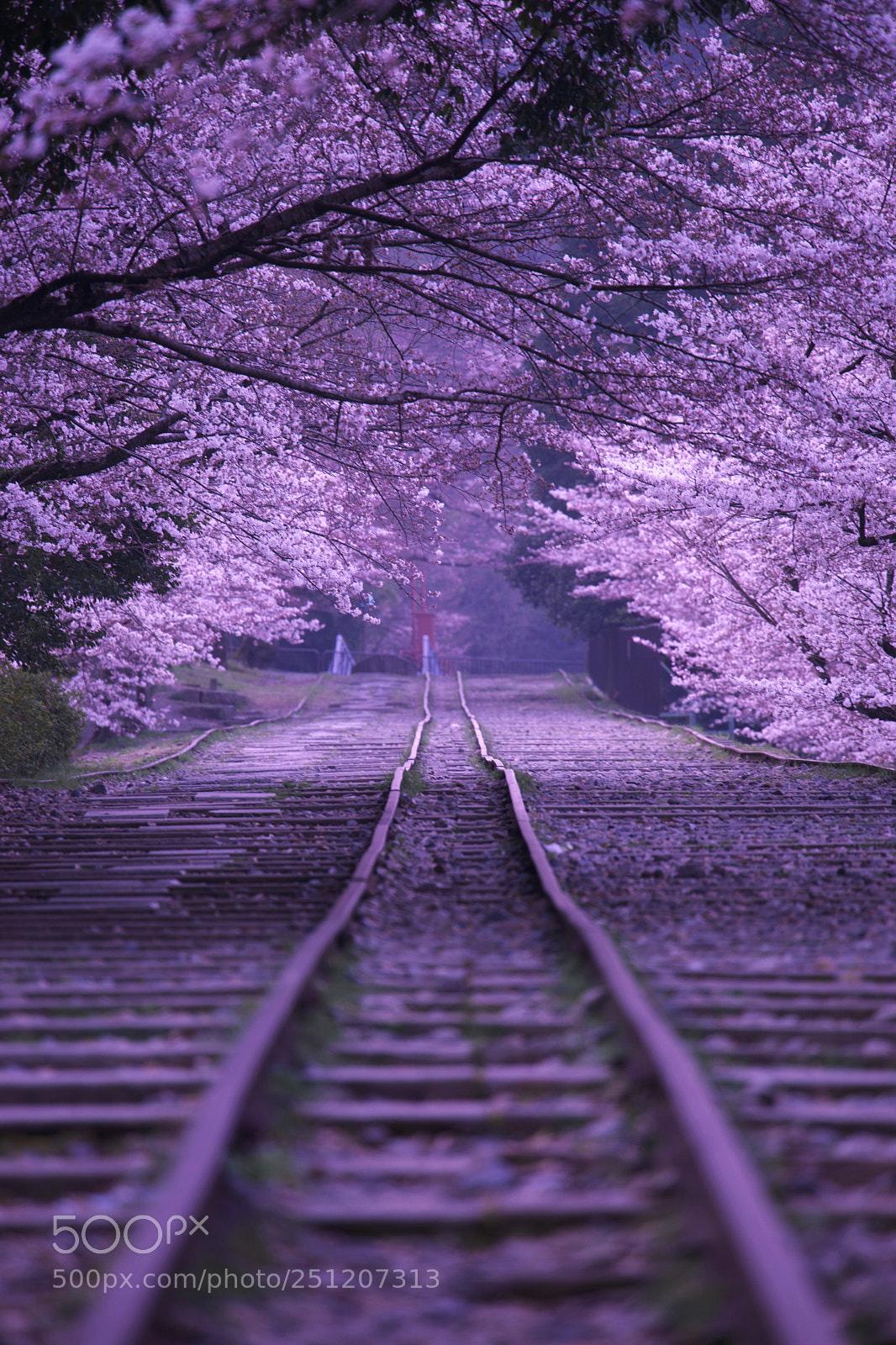 Sony a7 sample photo. Sakura tunnel photography