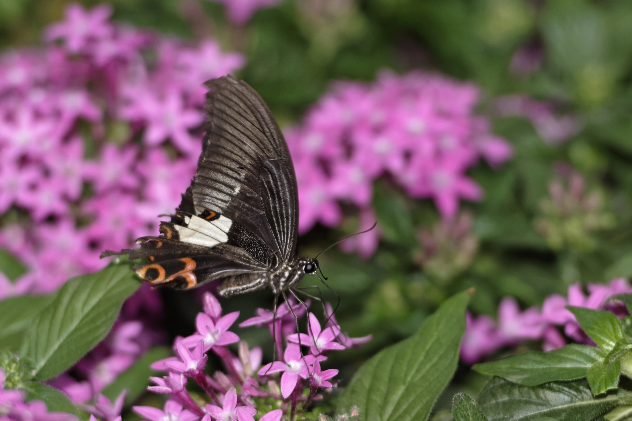 Nikon AF-S Nikkor 70-200mm F2.8G ED VR II sample photo. Diurnal butterfly on flower. photography