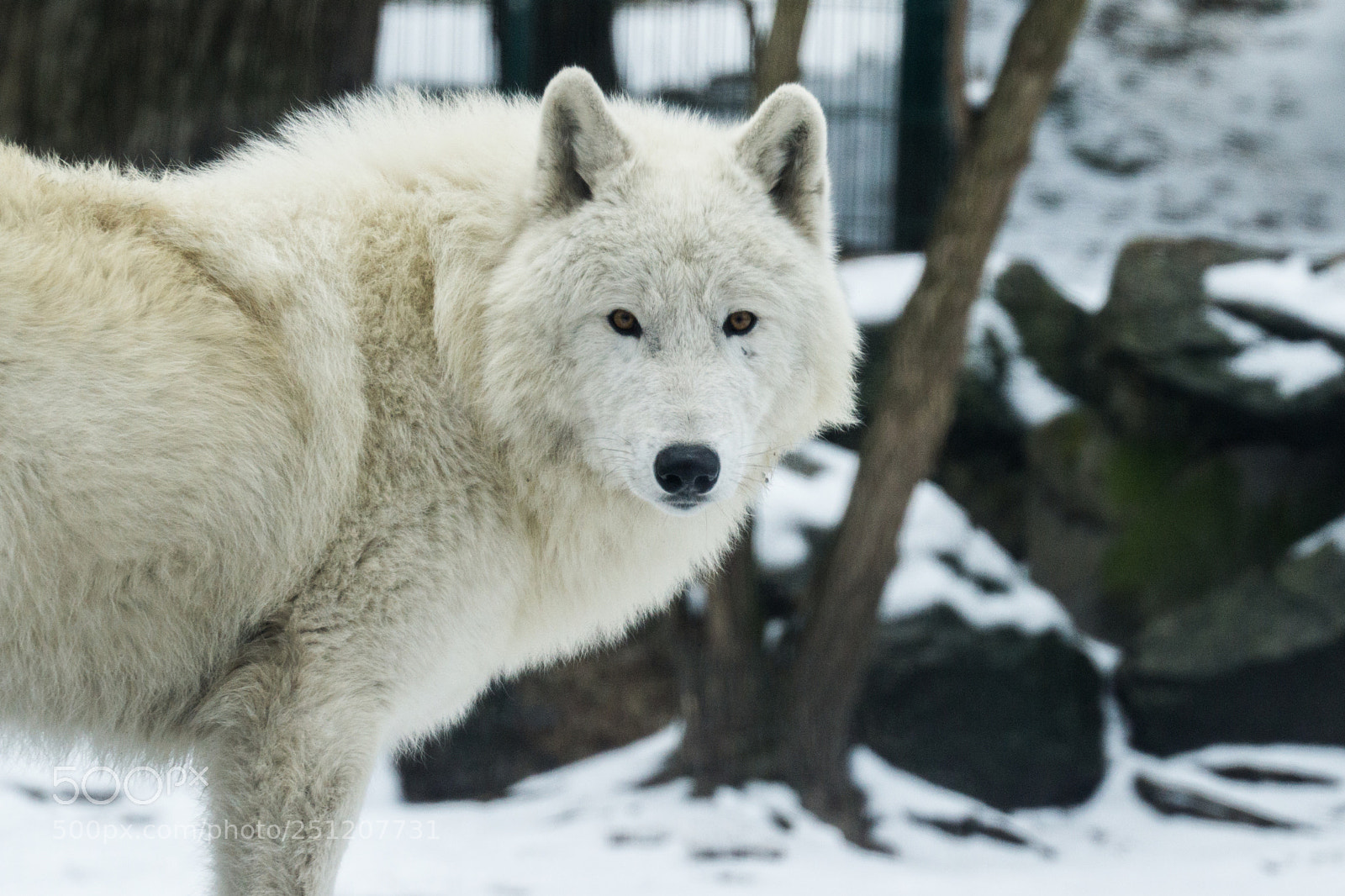 Sony a6000 sample photo. Arctic wolf photography