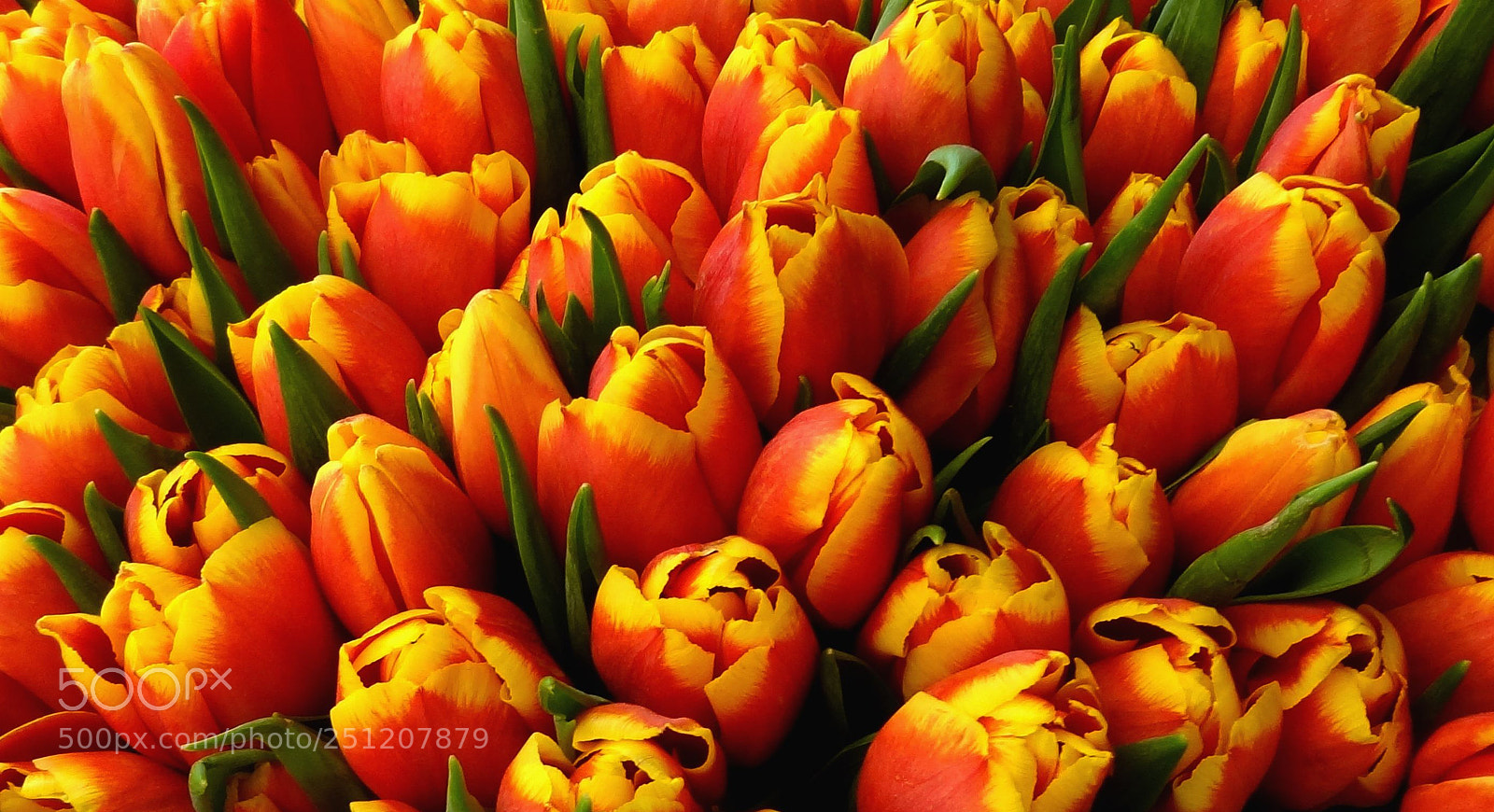 Sony Cyber-shot DSC-HX9V sample photo. Unity is strenght photography