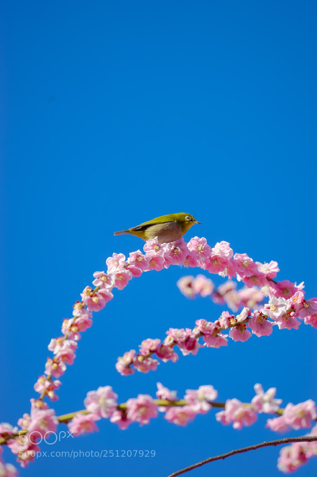 Sony a7 sample photo. Call for spring photography