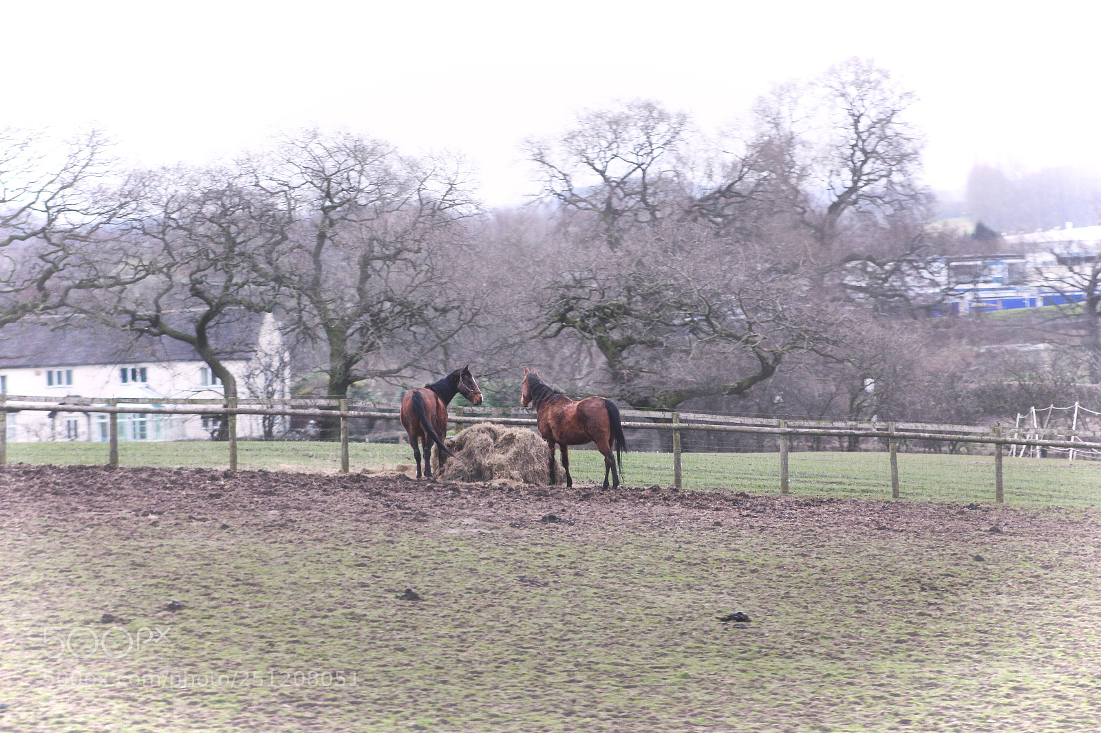 Canon EOS 700D (EOS Rebel T5i / EOS Kiss X7i) sample photo. Winter horses photography
