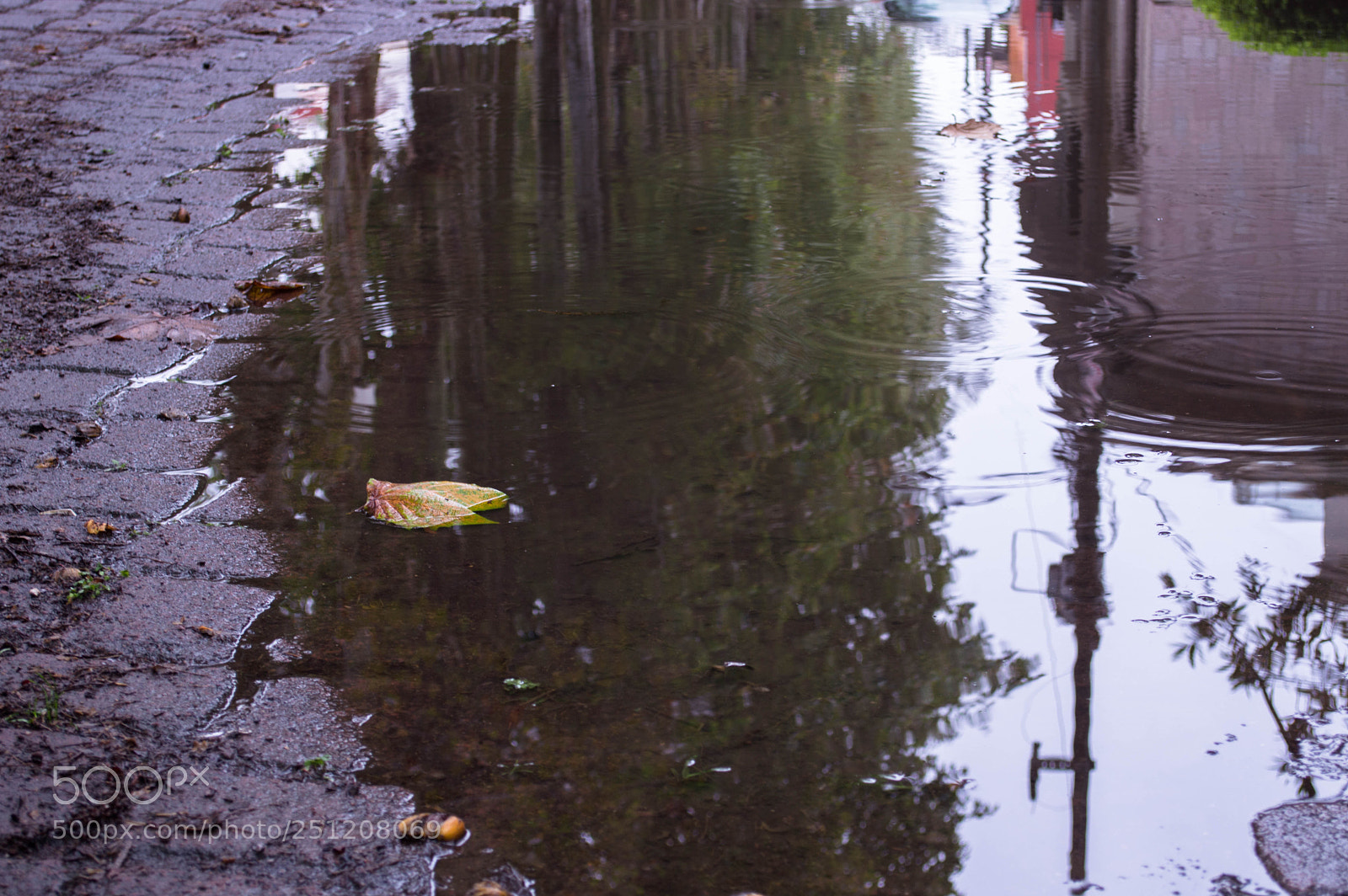 Nikon D3200 sample photo. After the rain photography