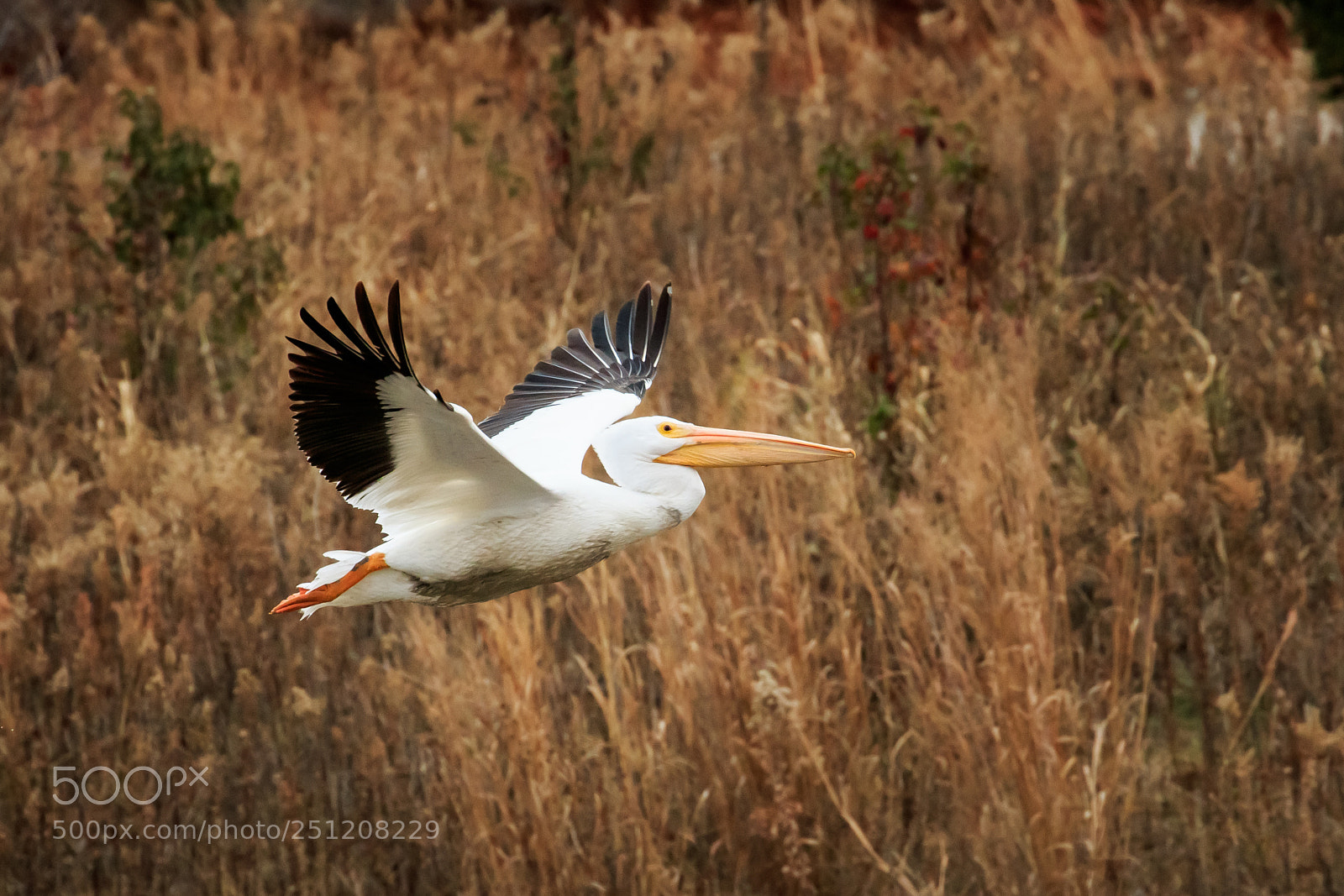 Canon EOS 7D Mark II sample photo. Pelican in flight #1 photography