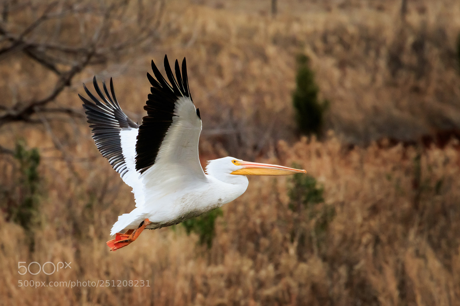 Canon EOS 7D Mark II sample photo. Pelican in flight #2 photography