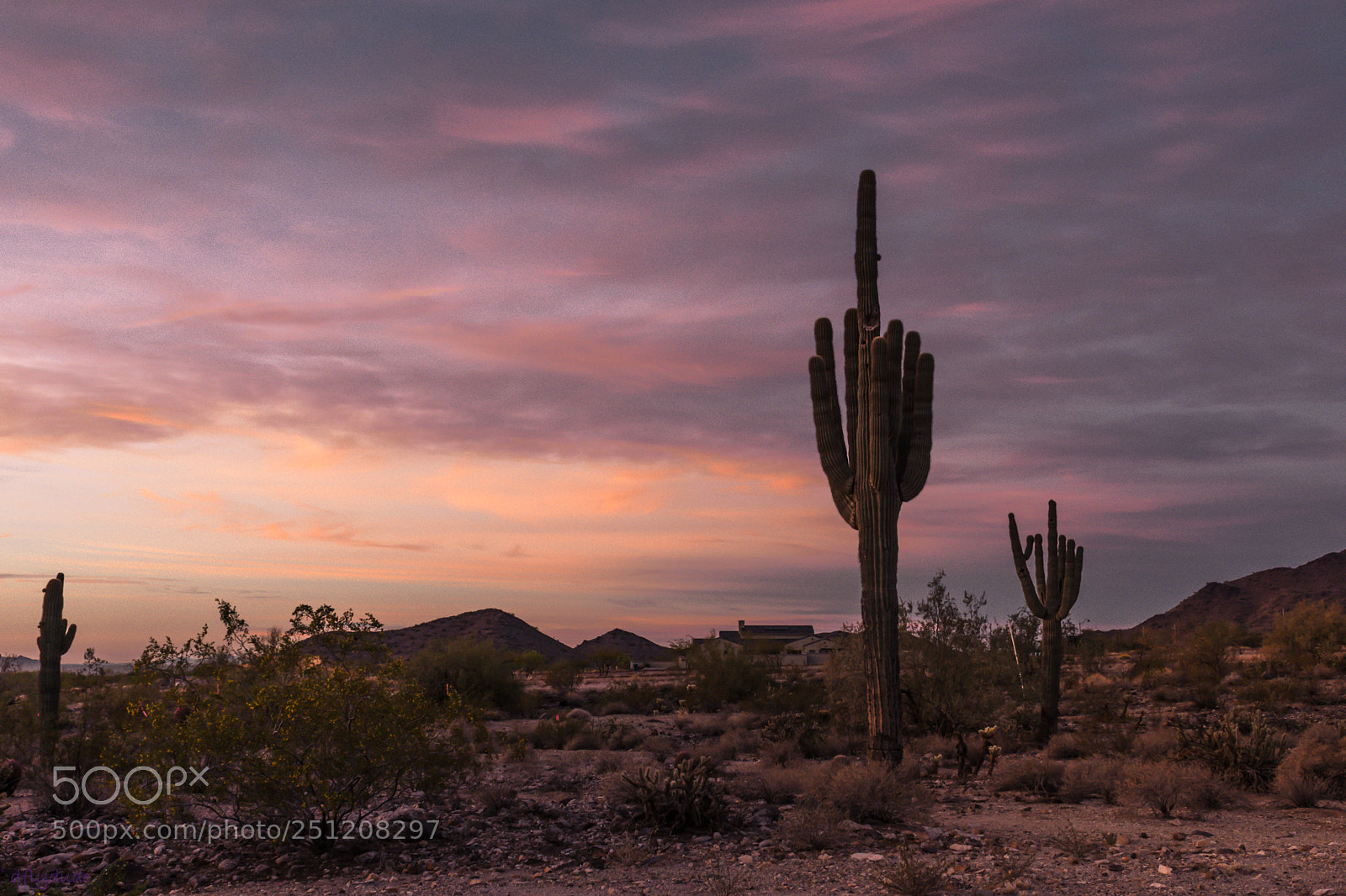 Nikon D5600 sample photo. Cactus morning 4186 photography