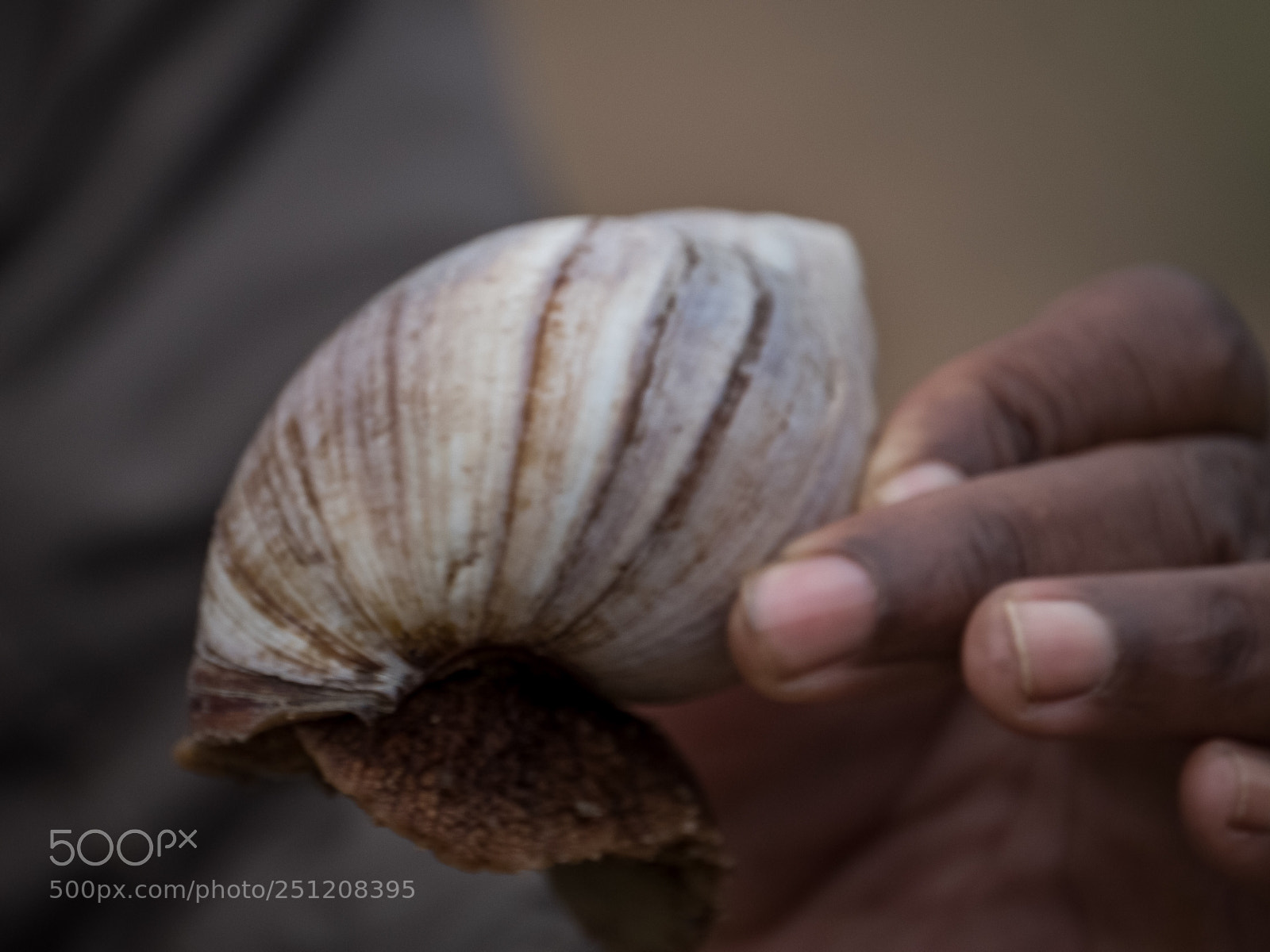 Fujifilm X-T2 sample photo. Snail of south africa photography
