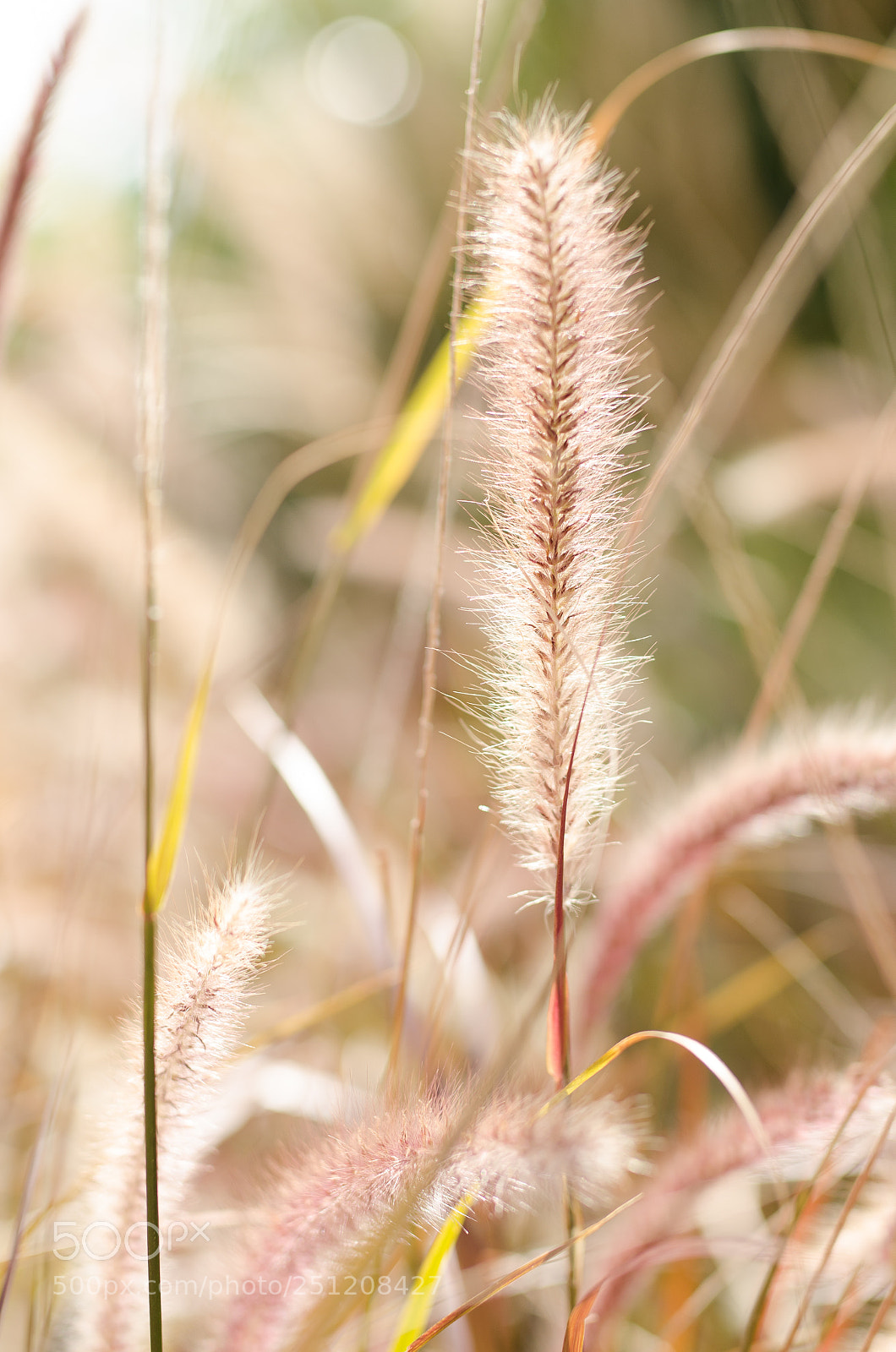 Nikon D7000 sample photo. Golden pennisetum photography