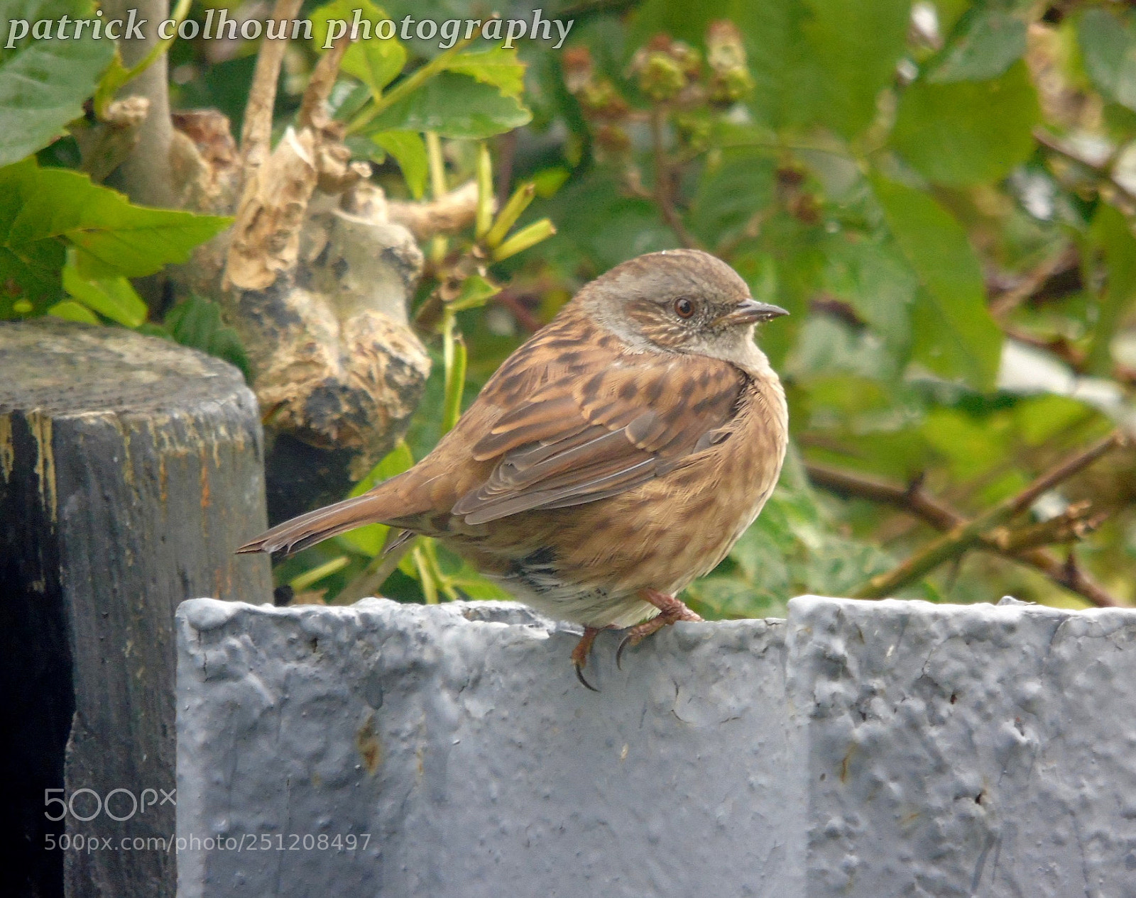 Sony Cyber-shot DSC-H400 sample photo. Dunnock photography