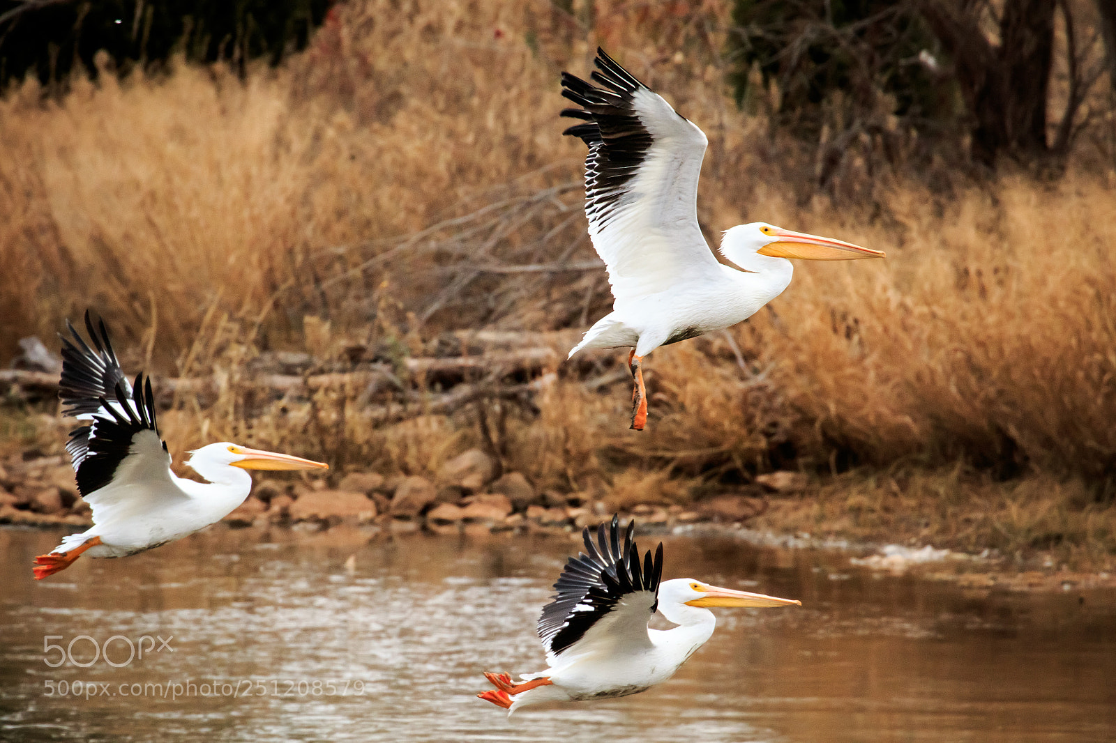 Canon EOS 7D Mark II sample photo. Pelican in flight #3 photography