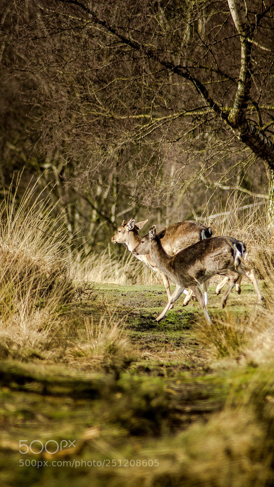 Canon EOS 550D (EOS Rebel T2i / EOS Kiss X4) sample photo. Do a deer photography