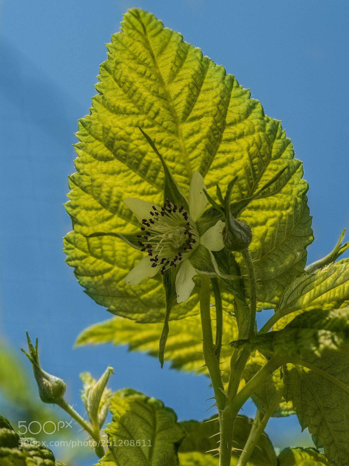 Olympus PEN-F sample photo. Raspberry blossom photography