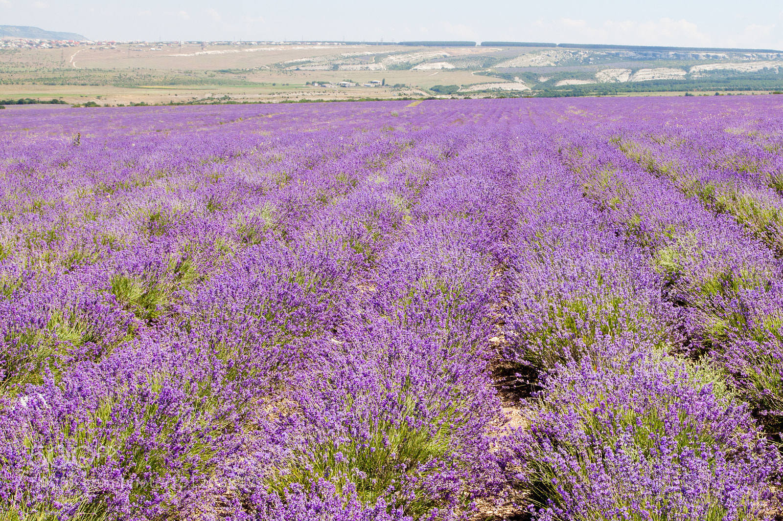 Canon EOS 5D Mark II sample photo. Field of blooming lavender photography