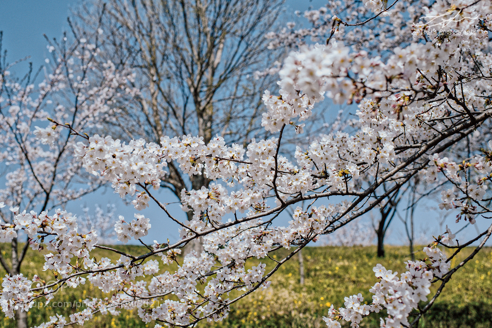 Nikon D850 sample photo. Cherry blossoms photography