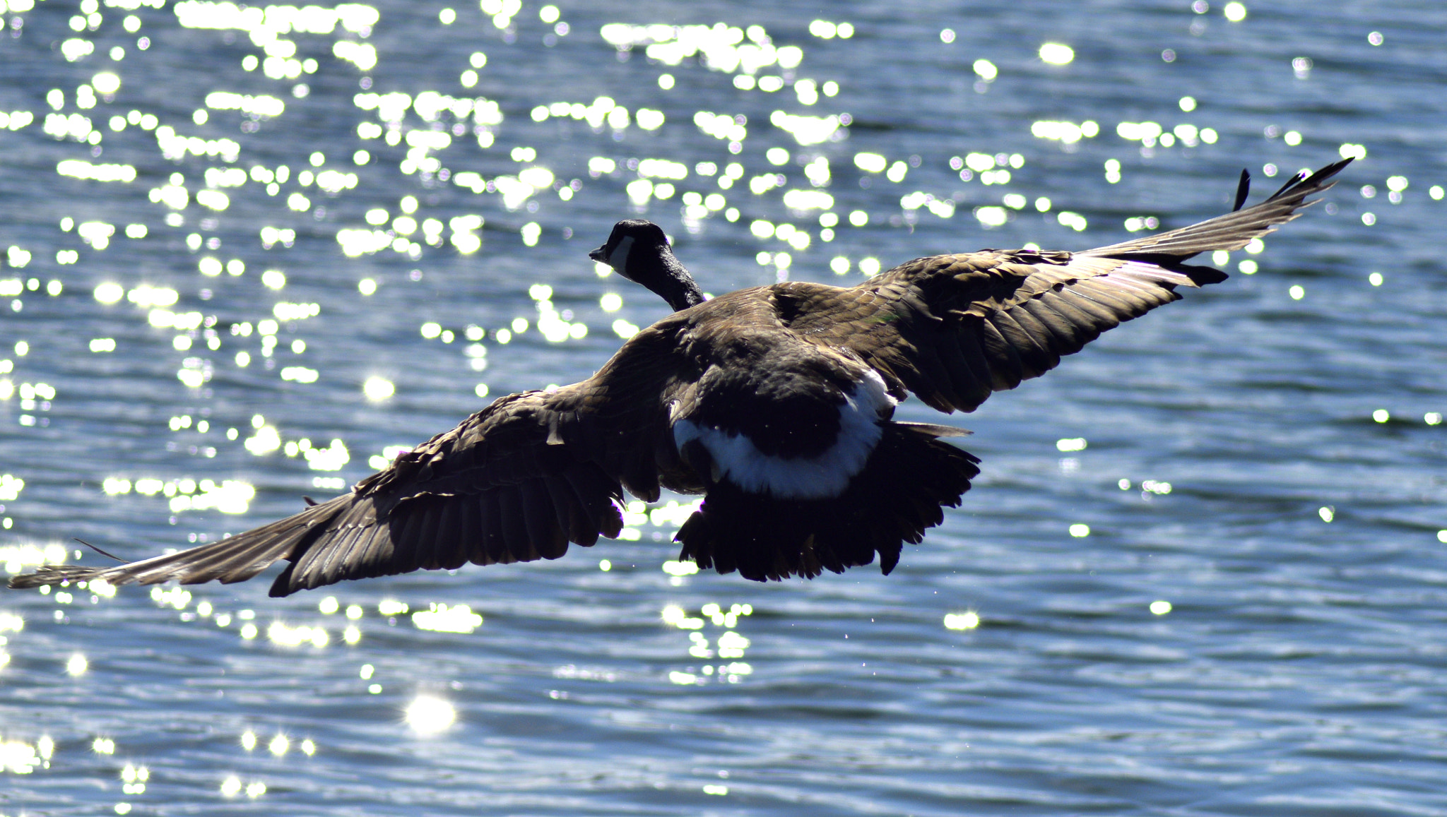 Nikon D3300 + Nikon AF Nikkor 70-300mm F4-5.6G sample photo. Goose flight photography