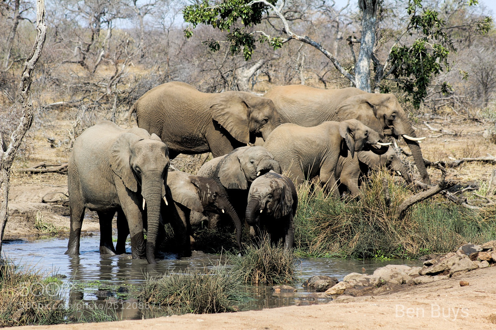 Canon EOS 1200D (EOS Rebel T5 / EOS Kiss X70 / EOS Hi) sample photo. Elephants photography